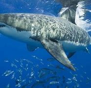 Image result for Biggest Shark in the World