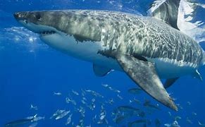 Image result for The Biggest Shark Ever Recorded