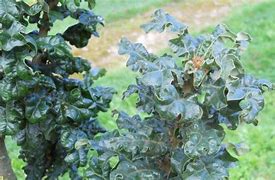 Image result for Quercus cerris Curly Head PBR