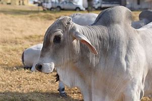 Image result for Brahman Beef Cattle