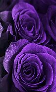 Image result for Purple Rose 4K
