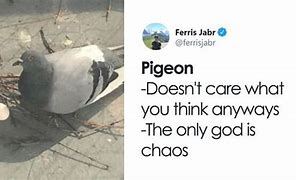 Image result for Dove Nest Meme