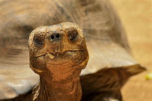 Image result for Tortoise Face Features