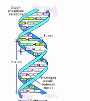 Image result for dna double helical