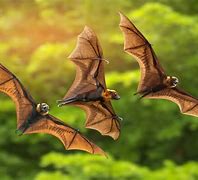 Image result for Bats Prey