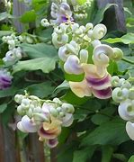 Image result for Corkscrew Vine Etsy Plant