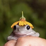 Image result for Frog with Flower Hat