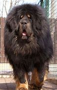 Image result for Real Big Dog Breeds