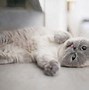 Image result for Best Indoor Cat Pairings