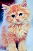 Image result for Cute Flufffy Ginger Cat