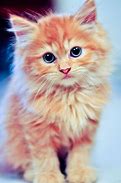 Image result for Scratch Cat Face