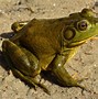 Image result for Bullfrog