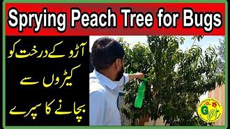 Image result for Spraying Fruit Trees for Bugs