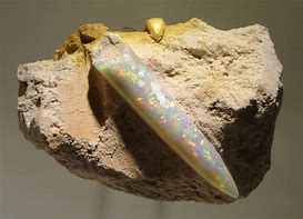 Image result for Opal Fossils