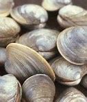 Image result for Clam X1200