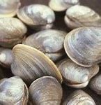 Image result for Clam Gros Coque