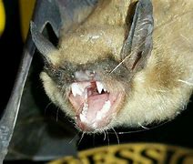 Image result for Bat with Sharp Teeth