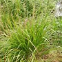 Image result for calamagrostis_arundinacea