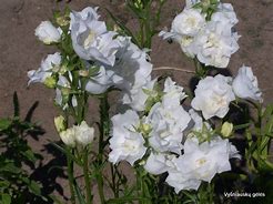 Image result for Campanula persicifolia La Bonne Amie ®
