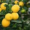 Image result for Dwarf Fruit Tree Garden
