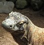 Image result for Comodo Dragon Pictures