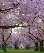 Image result for Plants and Trees Beautiful