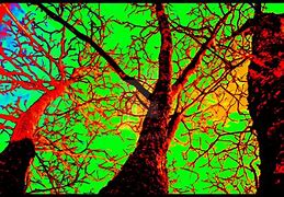 Image result for Psychedelic Tree