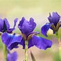 Image result for iris flower