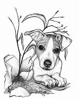 Image result for Jack Russells as Pets