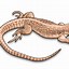 Image result for Biggest Monitor Lizard