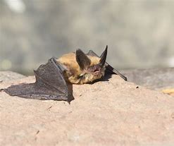 Image result for Idaho Bats