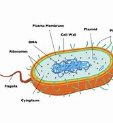 Image result for Bacterial Cell Structure