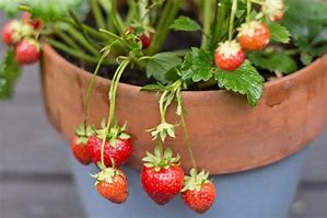 Image result for Strawberry Container
