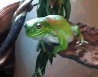 Image result for Baby Tree Frog