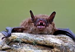 Image result for Green Bat