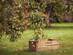 Image result for Nature Background Apple Orchard