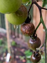 Image result for Identifying Tomato Diseases