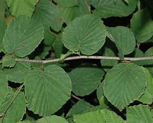 Image result for Corylopsis pauciflora