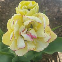Image result for Tulipa Belicia