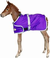 Image result for PHT Horse Blankets