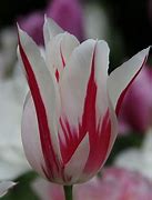 Image result for Tulipa Marilyn