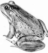 Image result for How to Draw a Frog Pencil Sketch