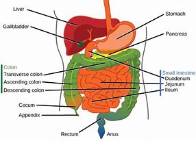 Image result for Digestive System Enzymes