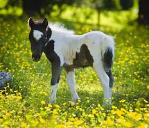 Image result for Babies Cute Horse Backgrounds