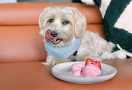 Image result for Dog Friendly Ice Cream