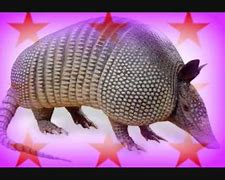 Image result for Armadillo Swimming