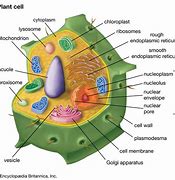 Image result for Typical Plant Cell Diagram