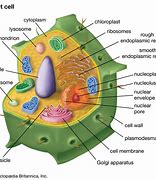 Image result for Cell Wall Biology