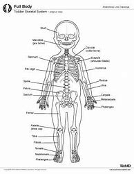 Image result for Skeleton of a Three Year Old