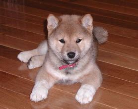 Image result for Shiba Inu Puppy Cam